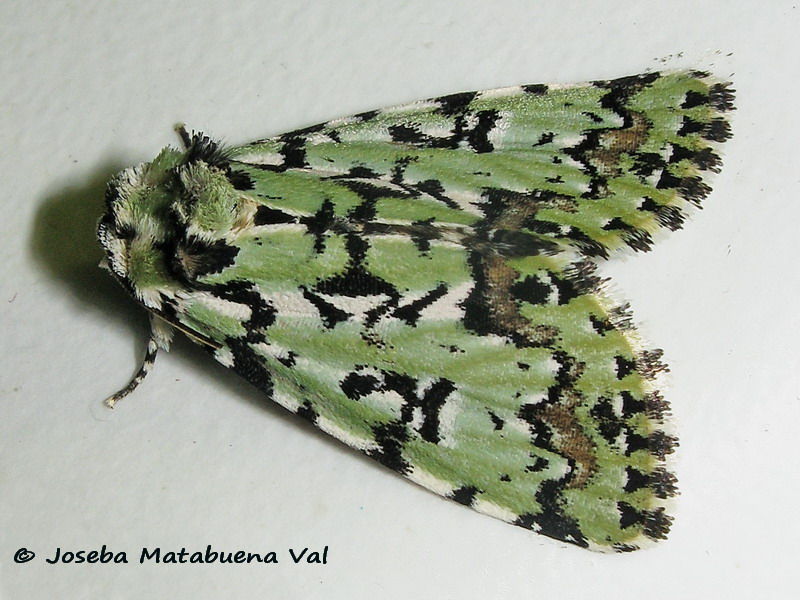 Moma alpium - Noctuidae